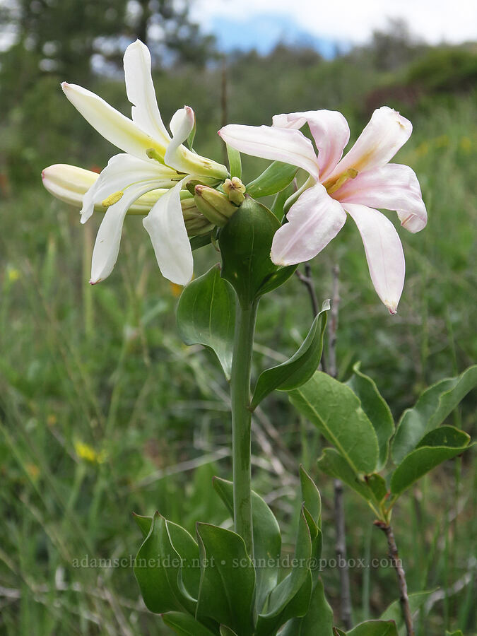 Washington lily (Lilium washingtonianum) [Hager Mountain Trail, Fremont-Winema National Forest, Lake County, Oregon]