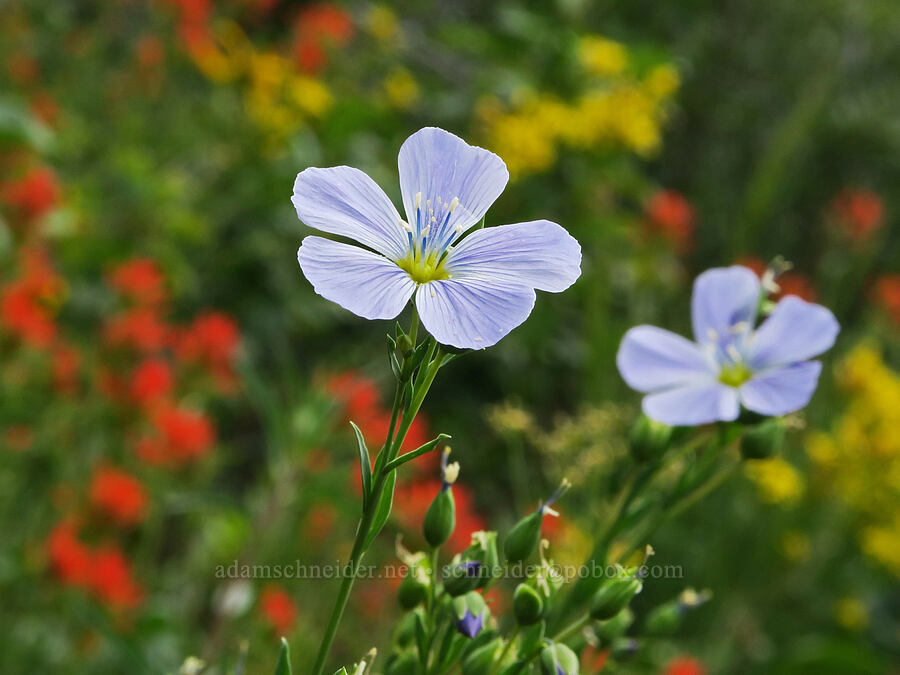 blue flax (Linum lewisii (Linum perenne var. lewisii)) [Hager Mountain Trail, Fremont-Winema National Forest, Lake County, Oregon]