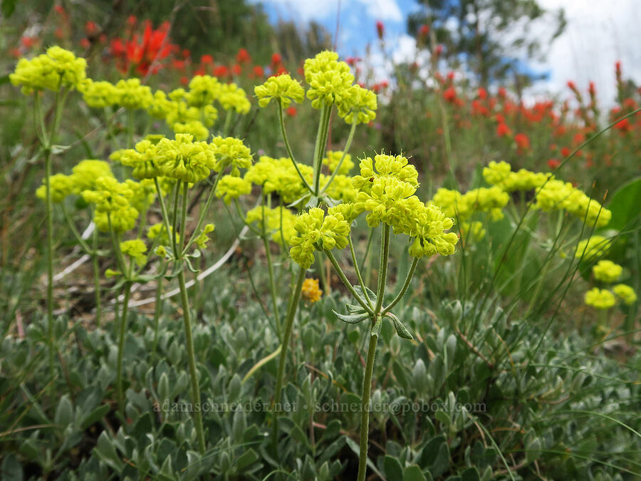 sulphur-flower buckwheat (Eriogonum umbellatum) [Hager Mountain Trail, Fremont-Winema National Forest, Lake County, Oregon]