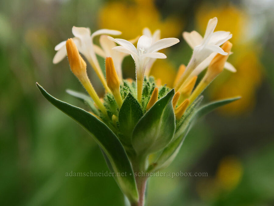 grand collomia (Collomia grandiflora) [Hager Mountain Trail, Fremont-Winema National Forest, Lake County, Oregon]