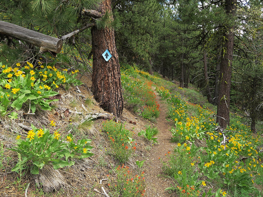 wildflowers [Hager Mountain Trail, Fremont-Winema National Forest, Lake County, Oregon]