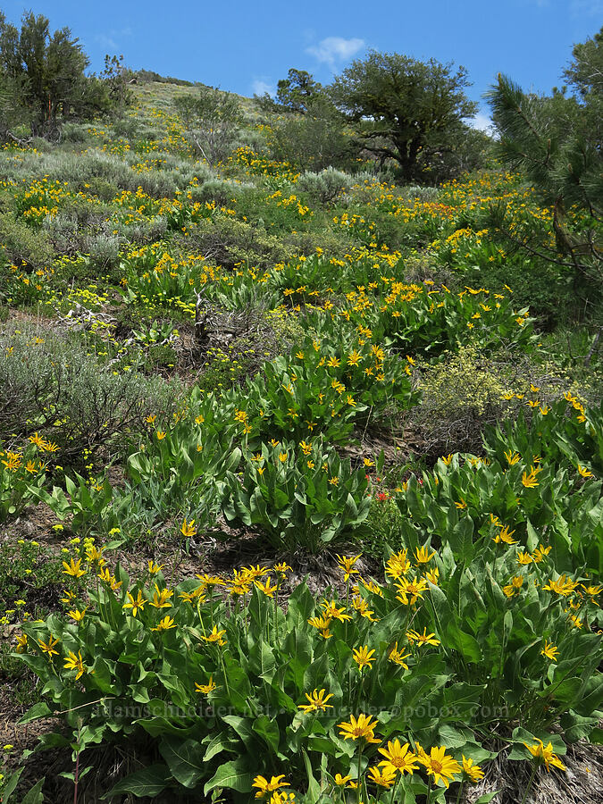 balsamroot & buckwheat (Balsamorhiza sagittata, Eriogonum umbellatum) [Hager Mountain Trail, Fremont-Winema National Forest, Lake County, Oregon]