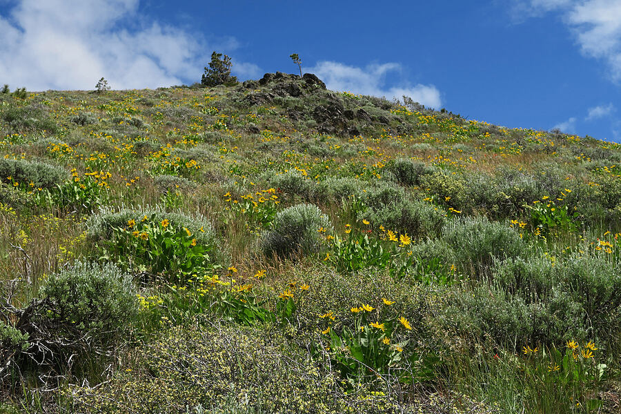 wildflowers & sagebrush (Balsamorhiza sagittata, Purshia tridentata, Eriogonum umbellatum, Artemisia tridentata) [Hager Mountain Trail, Fremont-Winema National Forest, Lake County, Oregon]
