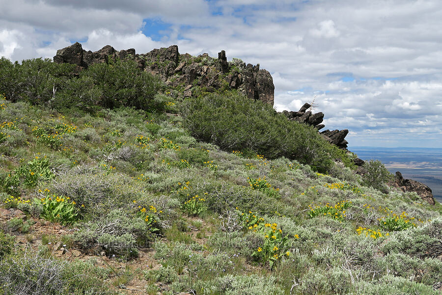 balsamroot & crags (Balsamorhiza sp.) [Hager Mountain Trail, Fremont-Winema National Forest, Lake County, Oregon]