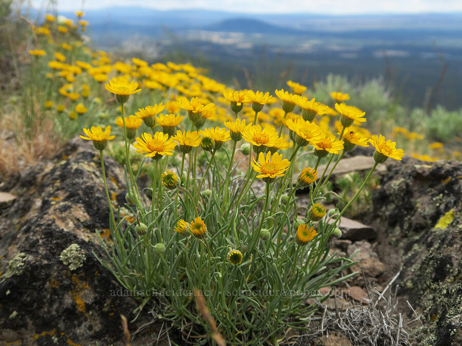 desert yellow fleabane (Erigeron linearis) [Hager Mountain, Fremont-Winema National Forest, Lake County, Oregon]