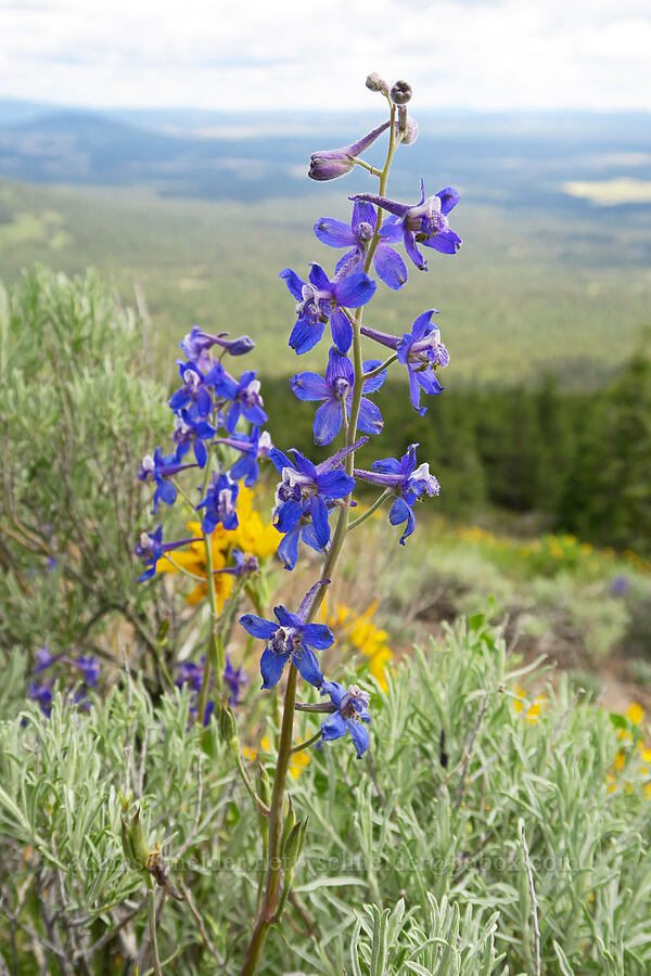 upland larkspur (Delphinium nuttallianum) [Hager Mountain, Fremont-Winema National Forest, Lake County, Oregon]