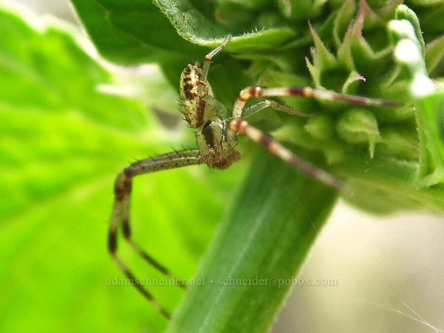 crab spider on horse-mint (Mecaphesa sp., Agastache urticifolia) [Hager Mountain, Fremont-Winema National Forest, Lake County, Oregon]