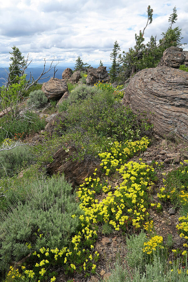 wildflowers & sagebrush (Eriogonum umbellatum, Crepis sp., Balsamorhiza sagittata, Artemisia tridentata) [Hager Mountain, Fremont-Winema National Forest, Lake County, Oregon]