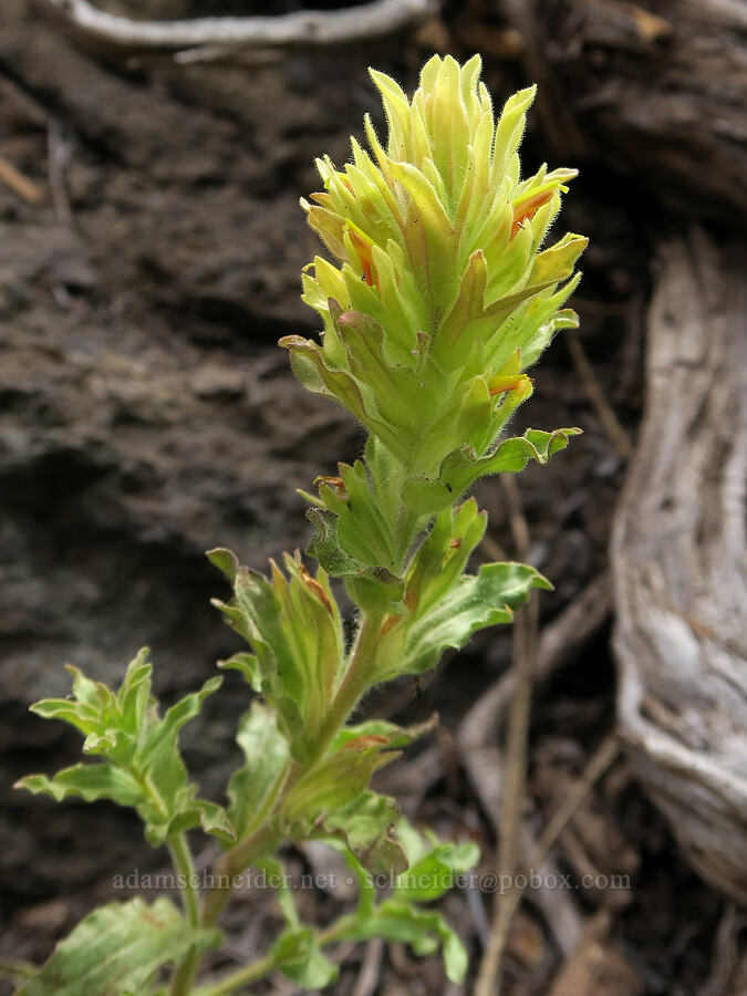 green-tinged paintbrush (Castilleja chlorotica) [Hager Mountain, Fremont-Winema National Forest, Lake County, Oregon]
