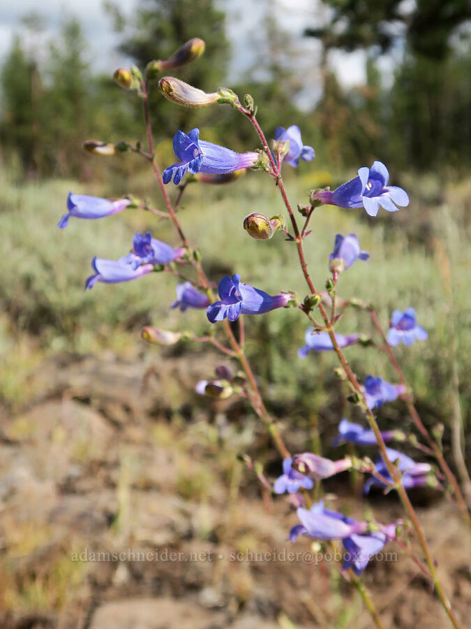 penstemon (mountain blue or Roezl's) (Penstemon sp.) [Forest Road 28, Fremont-Winema National Forest, Lake County, Oregon]