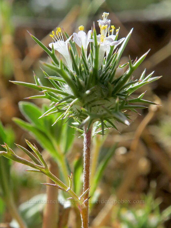 needle-leaf navarretia (Navarretia intertexta) [Forest Road 28, Fremont-Winema National Forest, Lake County, Oregon]