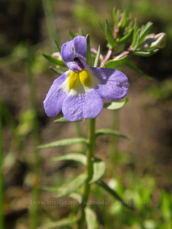 Cascades calico-flower (Downingia pulcherrima (Downingia yina)) [Forest Road 28, Fremont-Winema National Forest, Lake County, Oregon]