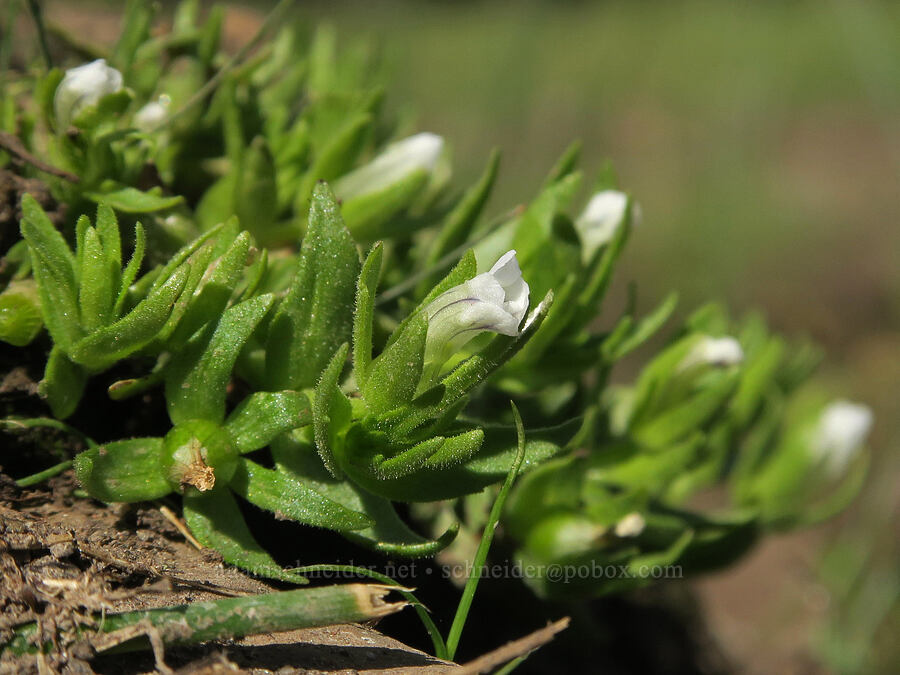 bractless hedge-hyssop (Gratiola ebracteata) [Forest Road 28, Fremont-Winema National Forest, Lake County, Oregon]