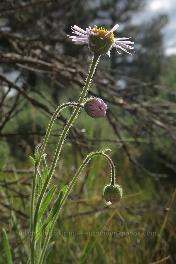 shaggy fleabane (Erigeron pumilus) [Forest Road 28, Fremont-Winema National Forest, Lake County, Oregon]
