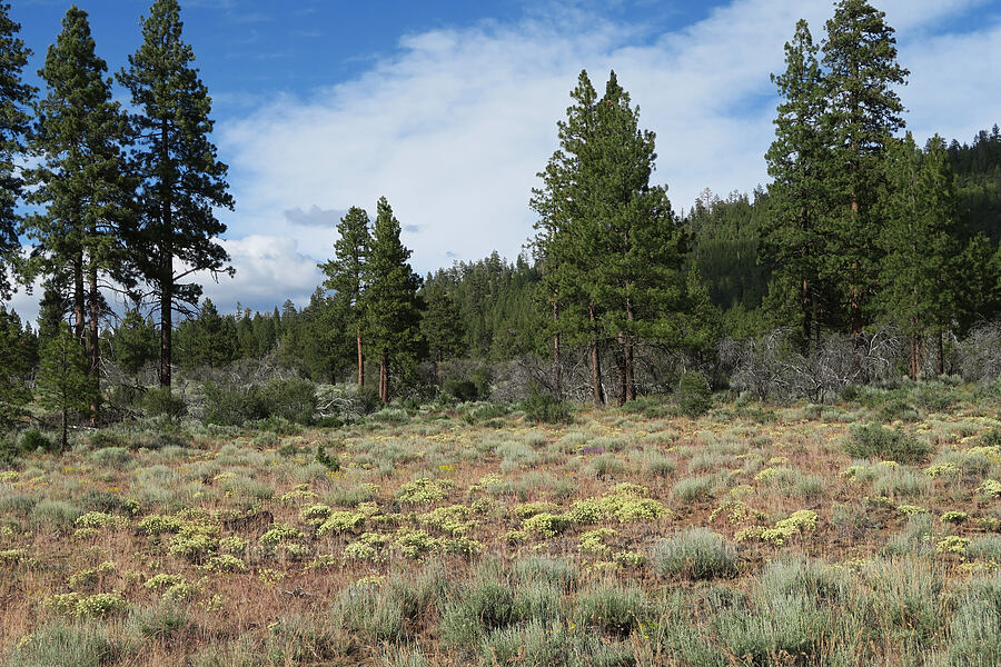 buckwheat (Eriogonum sp.) [Forest Road 28, Fremont-Winema National Forest, Lake County, Oregon]