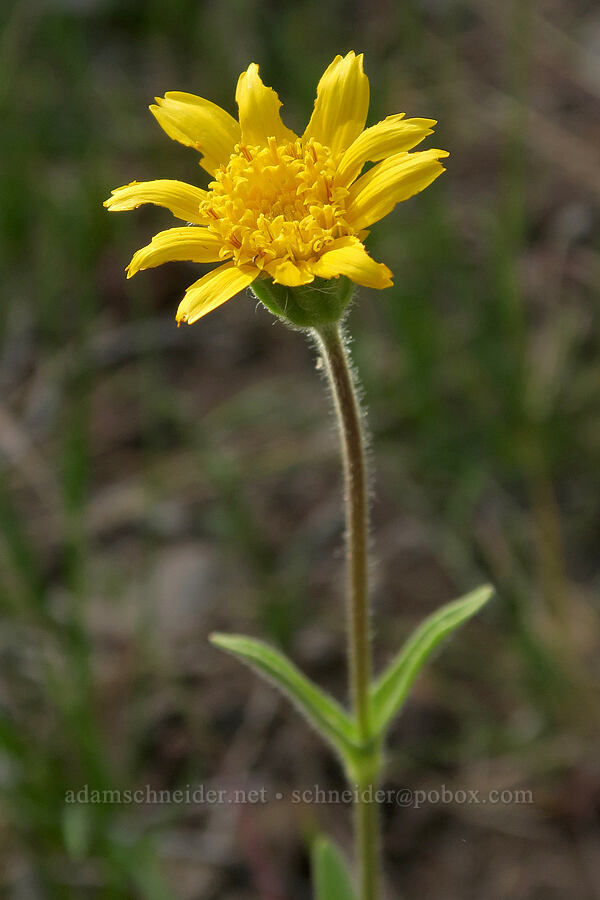 twin arnica (Arnica sororia) [Forest Road 3012, Fremont-Winema National Forest, Lake County, Oregon]