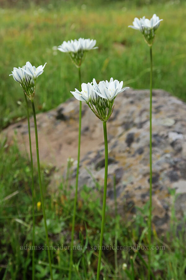 white brodiaea (Triteleia hyacinthina (Brodiaea hyacinthina)) [Forest Road 3012, Fremont-Winema National Forest, Lake County, Oregon]