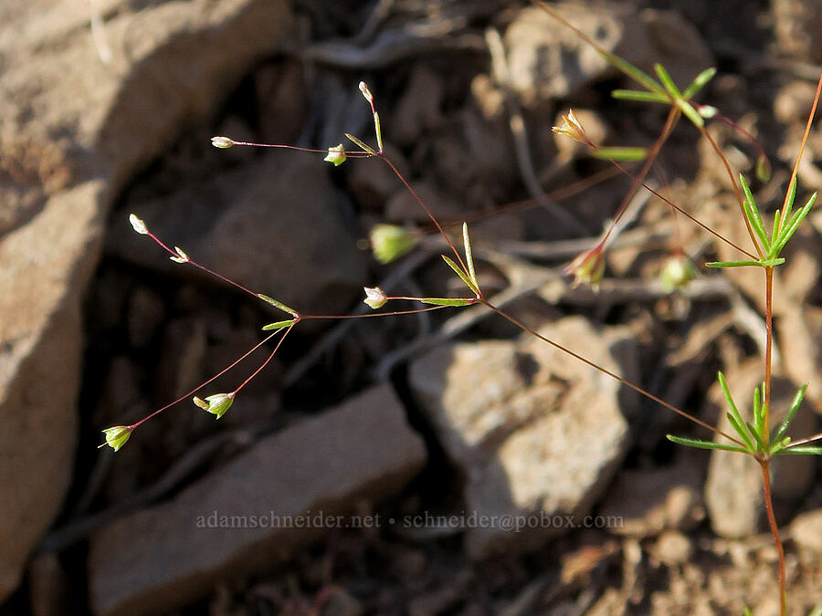 Harkness' flax-flower, going to seed (Leptosiphon harknessii (Linanthus harknessii)) [Forest Road 3012, Fremont-Winema National Forest, Lake County, Oregon]