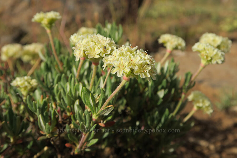 halimium wild buckwheat (Eriogonum sphaerocephalum var. halimioides) [Forest Road 3012, Fremont-Winema National Forest, Lake County, Oregon]