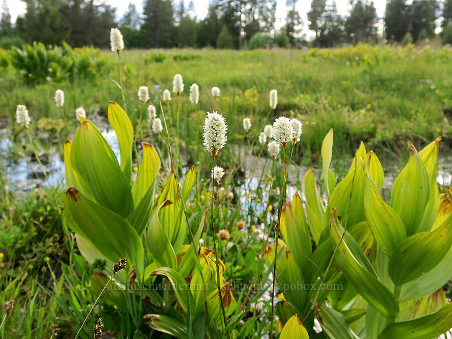 bistort & corn lilies (Bistorta bistortoides (Polygonum bistortoides), Veratrum californicum) [Forest Road 3012, Fremont-Winema National Forest, Lake County, Oregon]