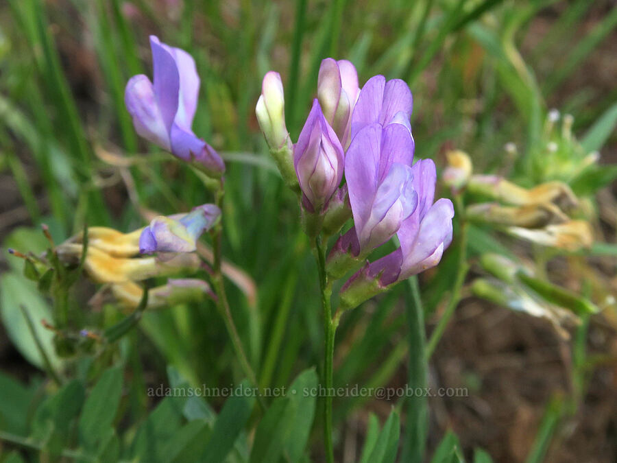 American vetch (Vicia americana) [Forest Road 3012, Fremont-Winema National Forest, Lake County, Oregon]