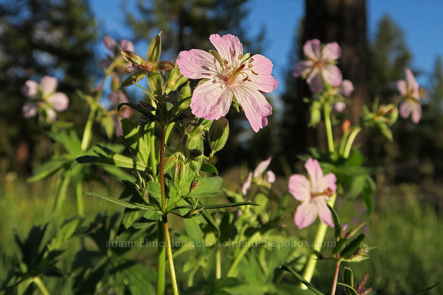 sticky geranium (Geranium viscosissimum) [Forest Road 2901-196, Fremont-Winema National Forest, Lake County, Oregon]