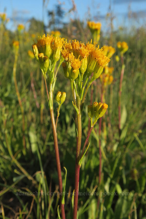 sweet marsh ragwort (tall groundsel) (Senecio hydrophiloides (Senecio foetidus)) [Forest Road 2901, Fremont-Winema National Forest, Lake County, Oregon]