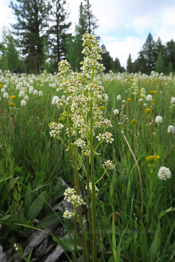 Oregon saxifrage (Micranthes oregana (Saxifraga oregana)) [Forest Road 2901-034, Fremont-Winema National Forest, Lake County, Oregon]
