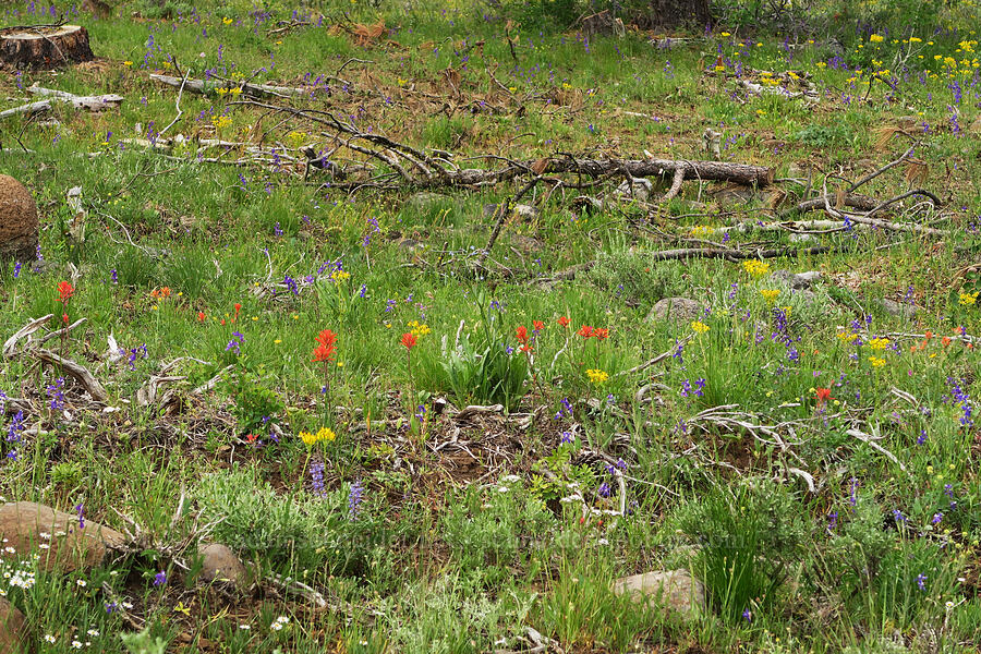 wildflowers (Castilleja miniata, Senecio integerrimus, Delphinium nuttallianum, Lupinus sp.) [Forest Road 2901-034, Fremont-Winema National Forest, Lake County, Oregon]