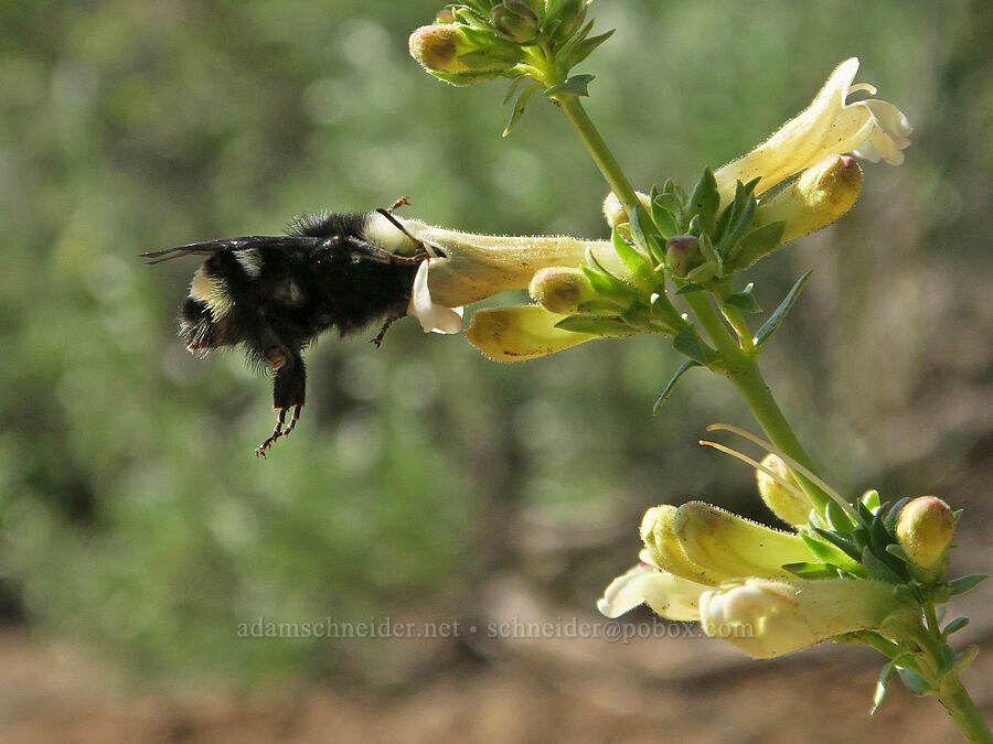 bumblebee on hot rock penstemon (Bombus sp., Penstemon deustus) [Forest Road 29, Fremont-Winema National Forest, Lake County, Oregon]
