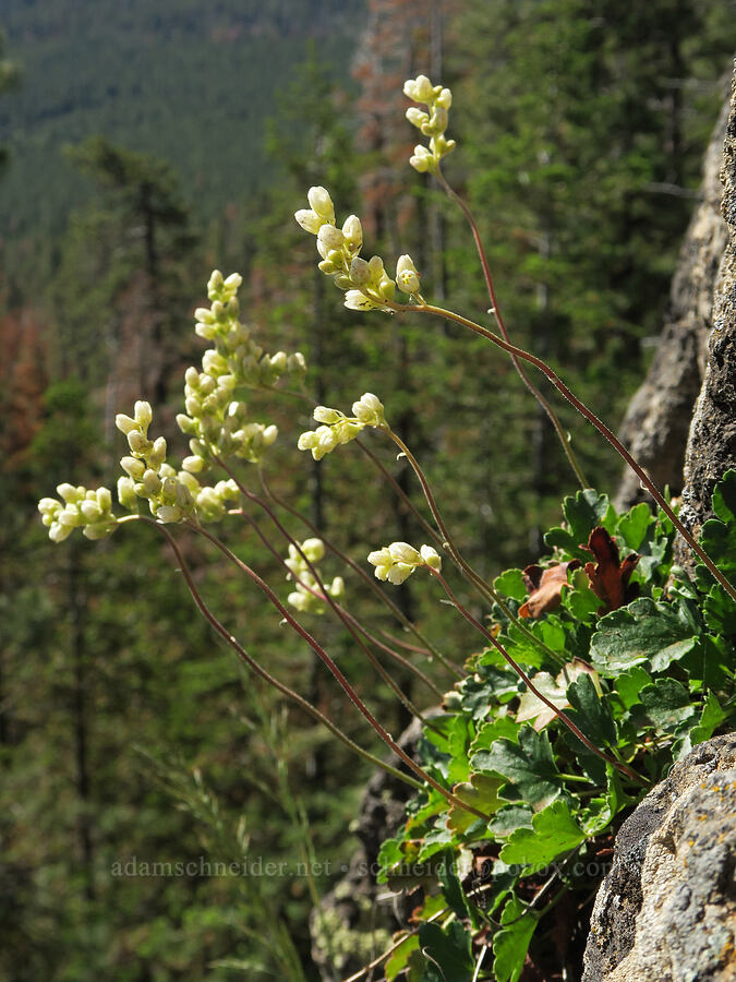 round-leaf alumroot (Heuchera cylindrica) [Forest Road 29, Fremont-Winema National Forest, Lake County, Oregon]