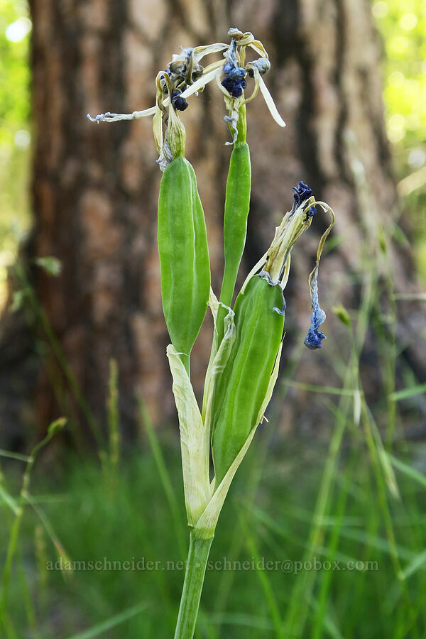Rocky Mountain iris, going to seed (Iris missouriensis) [Forest Road 29, Fremont-Winema National Forest, Lake County, Oregon]