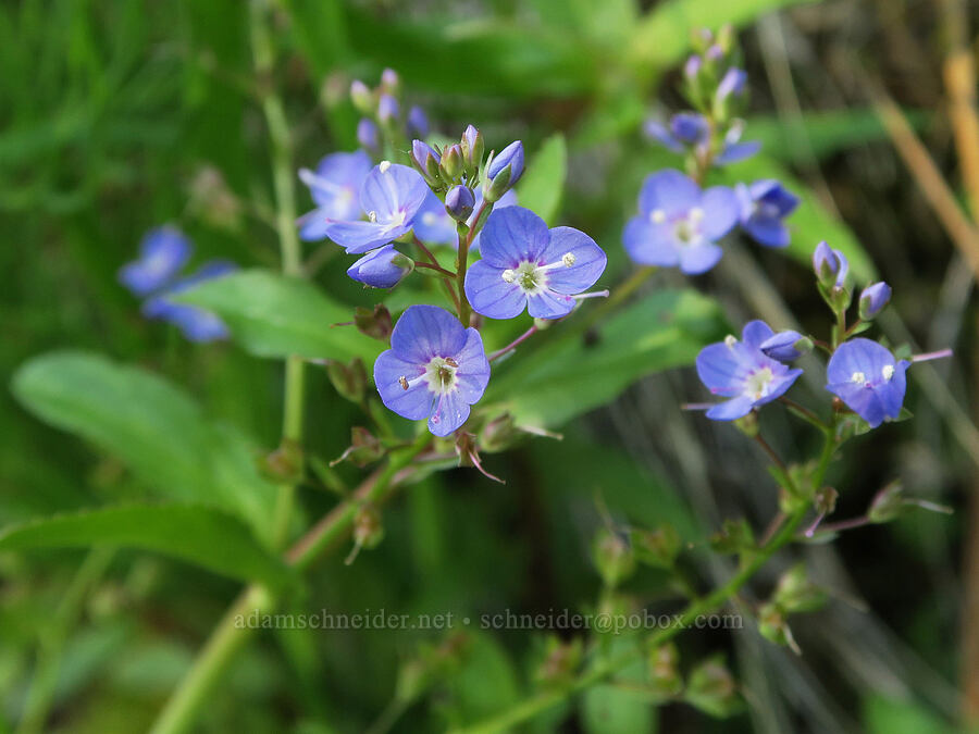 American speedwell (Veronica americana) [Forest Road 29, Fremont-Winema National Forest, Lake County, Oregon]