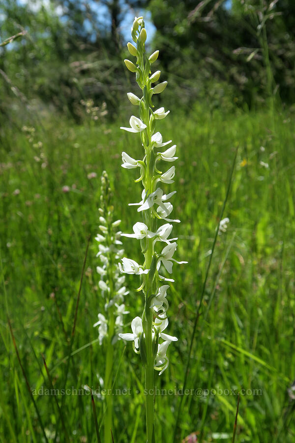 white bog orchid (Platanthera dilatata var. leucostachys (Platanthera leucostachys)) [Forest Road 29, Fremont-Winema National Forest, Lake County, Oregon]