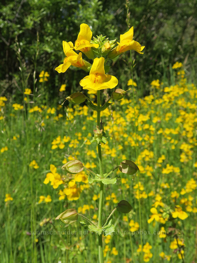 yellow monkeyflower (Erythranthe guttata (Mimulus guttatus)) [Forest Road 29, Fremont-Winema National Forest, Lake County, Oregon]