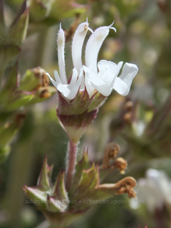 Meditteranean sage (Salvia aethiopis) [Bauers Creek Road, Lake County, Oregon]