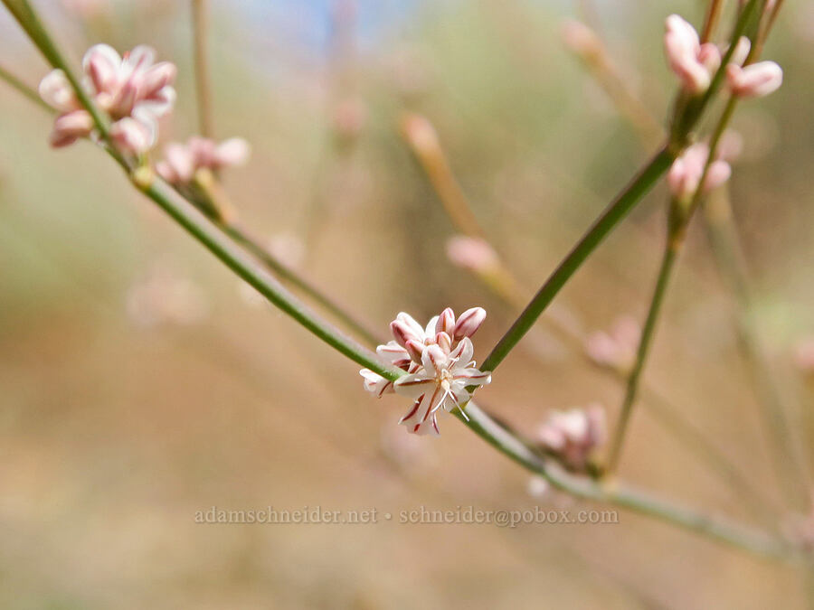 wicker-stem buckwheat (broom buckwheat) (Eriogonum vimineum) [Bauers Creek Road, Lake County, Oregon]