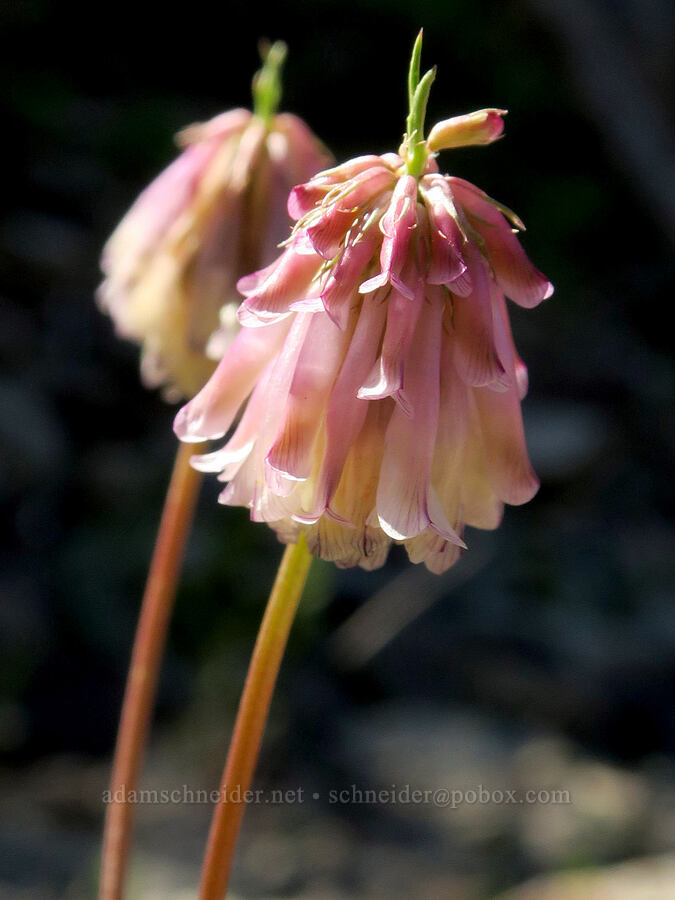 Shasta clover (Trifolium productum (Trifolium kingii ssp. productum)) [Forest Road 2212, Umpqua National Forest, Lane County, Oregon]