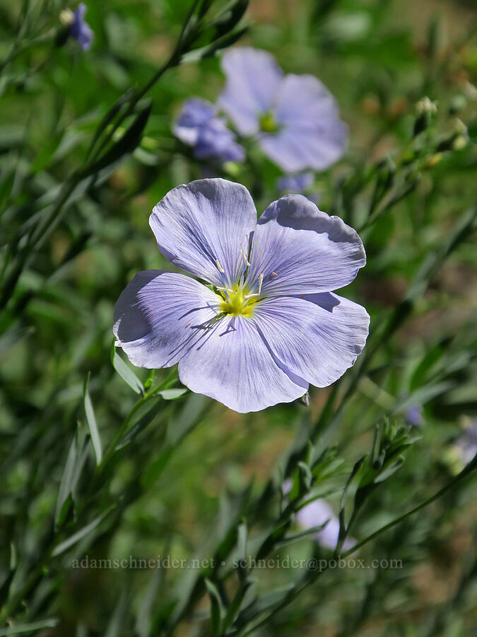 blue flax (Linum lewisii (Linum perenne var. lewisii)) [Fairview Peak, Umpqua National Forest, Lane County, Oregon]