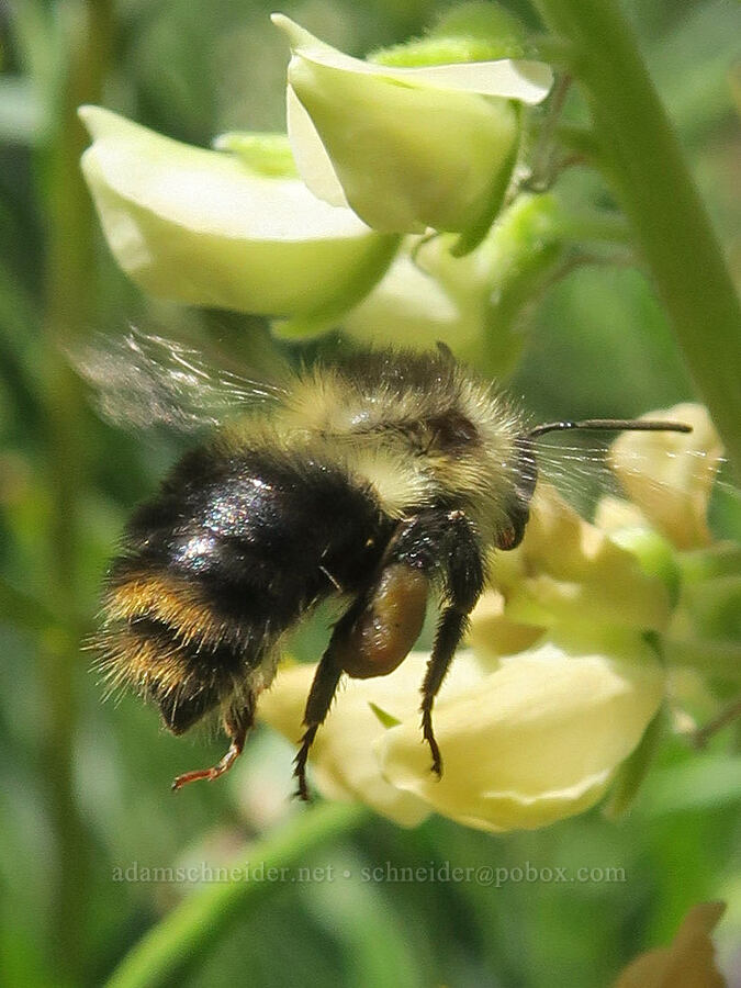 fuzzy-horned bumblebee & yellow lupine (Bombus mixtus, Lupinus albicaulis var. shastensis (Lupinus andersonii)) [Fairview Peak, Umpqua National Forest, Lane County, Oregon]