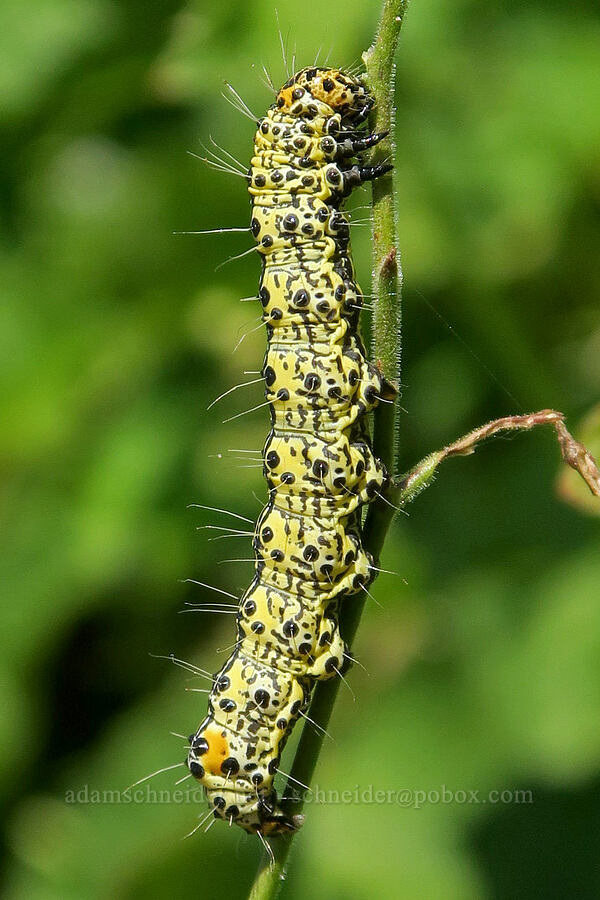 MacCulloch's forester moth caterpillar (Androloma maccullochii) [Fairview Peak, Umpqua National Forest, Lane County, Oregon]