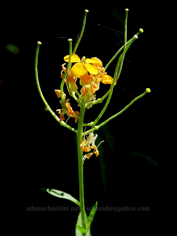 wallflower (Erysimum capitatum) [Fairview Peak, Umpqua National Forest, Lane County, Oregon]
