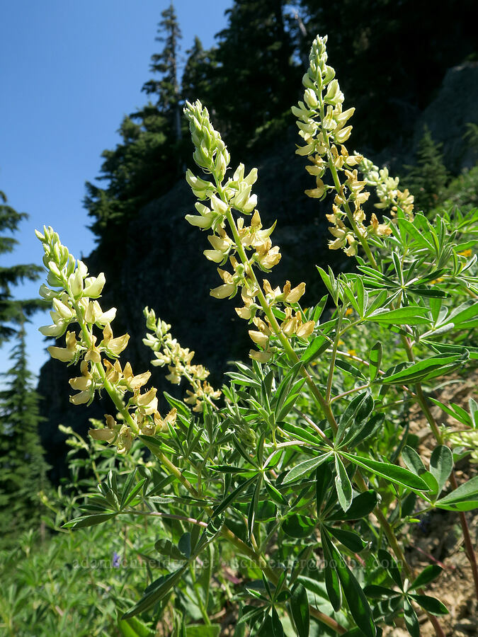 yellow lupine (Lupinus albicaulis var. shastensis (Lupinus andersonii)) [Fairview Peak, Umpqua National Forest, Lane County, Oregon]