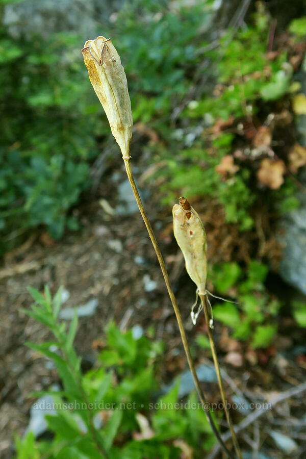 glacier lily seed pods (Erythronium grandiflorum) [Fairview Peak, Umpqua National Forest, Lane County, Oregon]