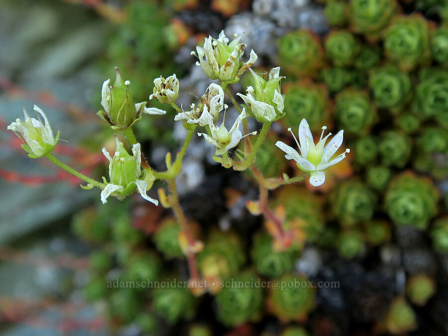 spotted saxifrage (Saxifraga bronchialis ssp. vespertina (Saxifraga vespertina)) [Fairview Peak, Umpqua National Forest, Lane County, Oregon]