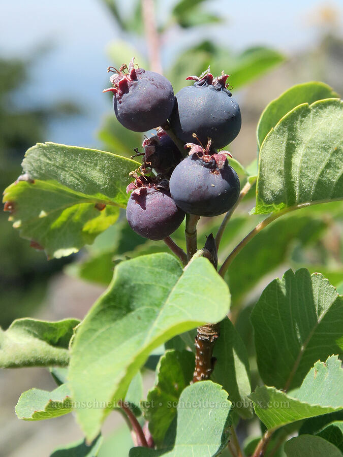serviceberries (Amelanchier alnifolia) [Fairview Peak, Umpqua National Forest, Lane County, Oregon]