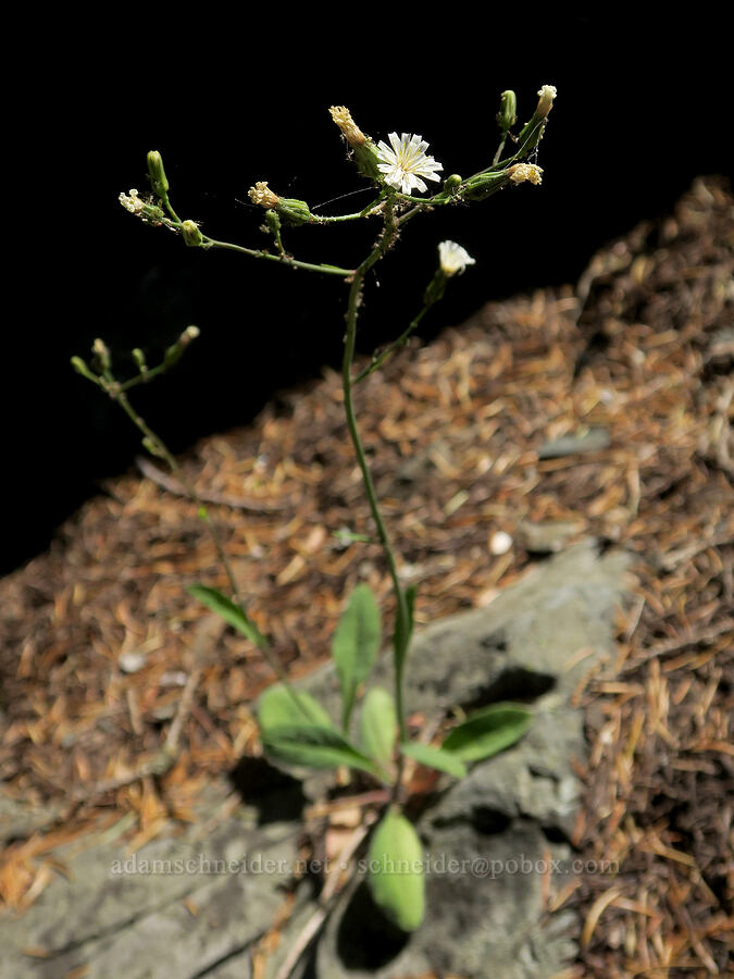 white hawkweed (Hieracium albiflorum) [Fairview Peak, Umpqua National Forest, Lane County, Oregon]