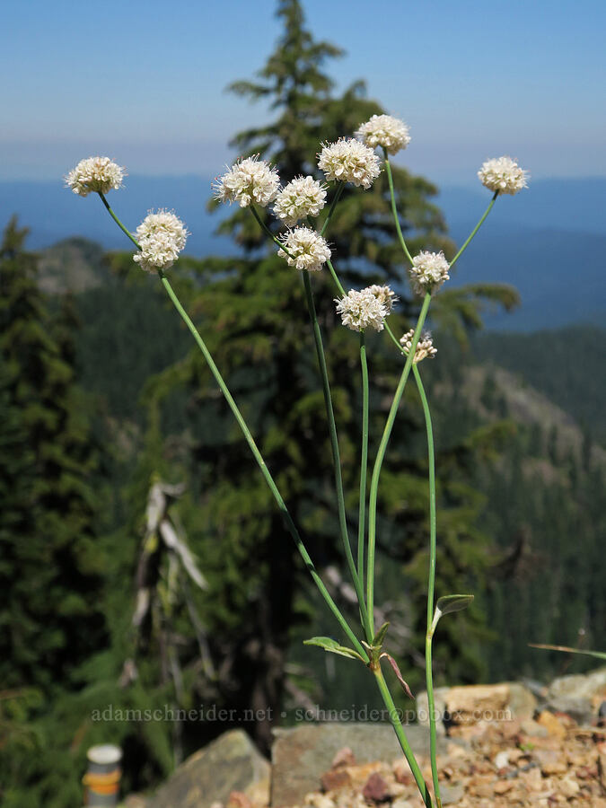 bare-stem buckwheat (Eriogonum nudum) [Fairview Peak, Umpqua National Forest, Lane County, Oregon]