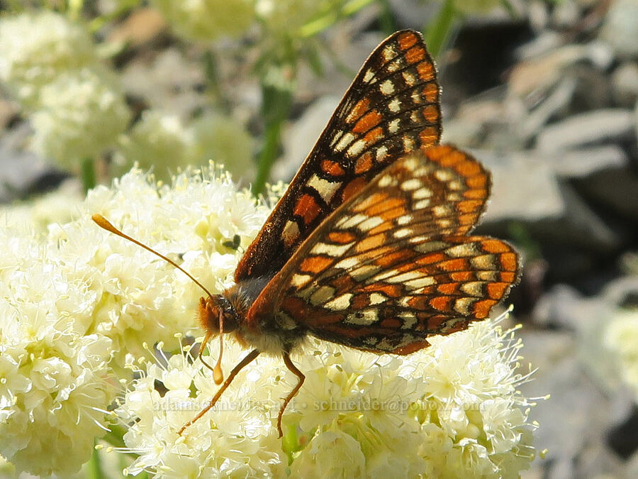 Edith's checkerspot butterfly on heart-leaf buckwheat (Euphydryas editha, Eriogonum compositum) [Fairview Peak, Umpqua National Forest, Lane County, Oregon]