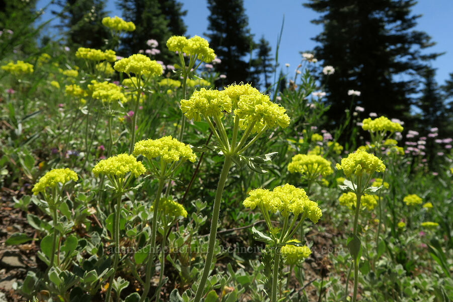 sulphur-flower buckwheat (Eriogonum umbellatum) [Fairview Peak, Umpqua National Forest, Lane County, Oregon]